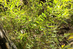 Persoonia-mollis-subsp-maxima-01