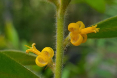 Persoonia-mollis-subsp-maxima-02