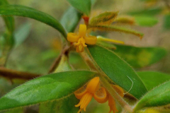 Persoonia-mollis-subsp-maxima-03